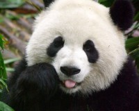 /album/koala911/a29099-panda-4-crop-jpg/
