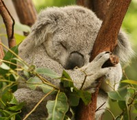 /album/koala911/cuddly-koala-jpg/
