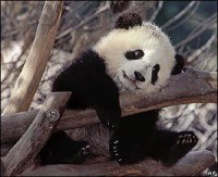 /album/koala911/oso-panda-iii-jpg/