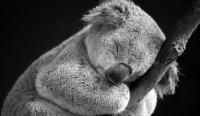 /album/koala911/zoom-img1-jpg/